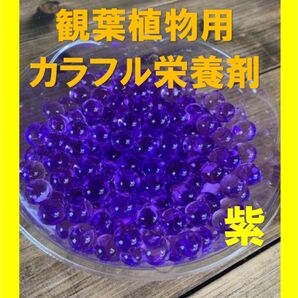 観葉植物　カラフル栄養剤　ガーデニング土　紫ビーズ5g