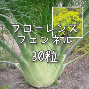 【フェンネルのタネ】30粒 種子 種 ハーブ 料理