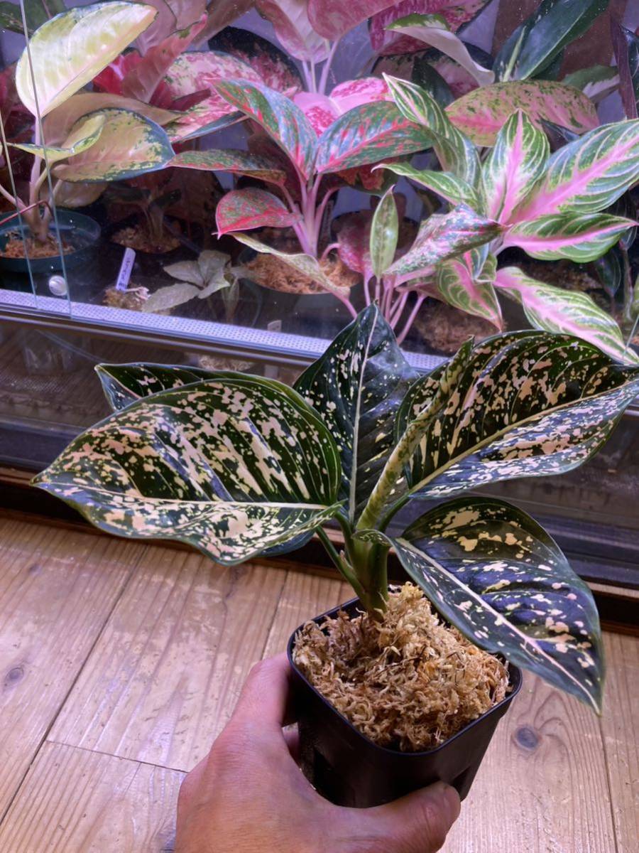 ヤフオク! -「aglaonema アグラオネマ」の落札相場・落札価格(6ページ目)