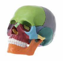 頭蓋骨分解パズル 人体模型 医療教育ツール 医療 知育玩具 おもちゃ 玩具 知育 医療 頭蓋骨 骨 パズル カラフル 680_画像1