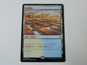 MTG 美品 【灌漑農地】 （レア） アモンケット AKH 日 1枚迄