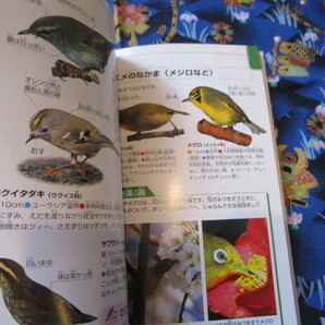 C４ ポケット版 学研の図鑑５『鳥』 志村隆／編 学習研究社発行 とじ込み付録なし 表の裏のページ書き込みあり  の画像4