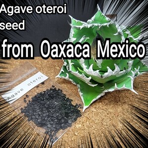 Agave oteroiseed from Oaxaca Mexico 種子【10粒】良血統厳選  鮮度の良い種ですので発芽率も高い！是非、実生にチャレンジくださいの画像1