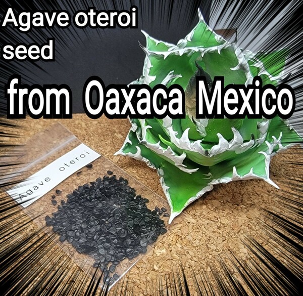 Agave oteroiseed　from Oaxaca Mexico　種子【10粒】良血統厳選　　鮮度の良い種ですので発芽率も高い！是非、実生にチャレンジください！