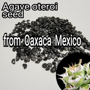 Agave oteroiseed from Oaxaca Mexico 種子【10粒】良血統厳選  鮮度の良い種ですので発芽率も高い！是非、実生にチャレンジください！の画像3