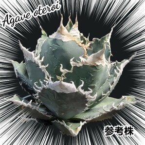 Agave oteroiseed from Oaxaca Mexico 種子【10粒】良血統厳選  鮮度の良い種ですので発芽率も高い！是非、実生にチャレンジくださいの画像10