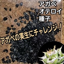 Agave oteroiseed　from Oaxaca Mexico　種子【10粒】良血統厳選　　鮮度の良い種ですので発芽率も高い！是非、実生にチャレンジください_画像4