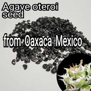 Agave oteroiseed from Oaxaca Mexico seeds [10 bead ] good .. carefuly selected freshness. is good kind therefore germination proportion . high! certainly, real raw . Challenge please!