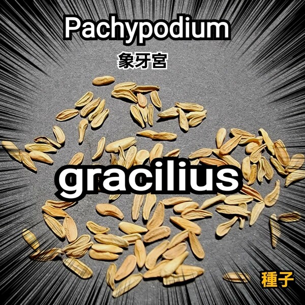 パキポディウム 　グラキリス　 種子【5粒セット】 Pachypodium gracilius 　象牙宮　塊根植物の人気No.1です！　最新入荷品厳選　限定販売