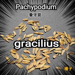パキポディウム グラキリス 種子【5粒セット】 Pachypodium gracilius 象牙宮 塊根植物の人気No.1です! 最新入荷品厳選 限定販売