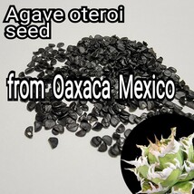アガベ　オテロイ　種子【20粒】良血統厳選　オアハカ　メキシコ産　鮮度の良い種ですので発芽率も高い！是非、実生にチャレンジください_画像3