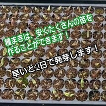 アガベ　オテロイ　種子【20粒】良血統厳選　オアハカ　メキシコ産　鮮度の良い種ですので発芽率も高い！是非、実生にチャレンジください_画像9