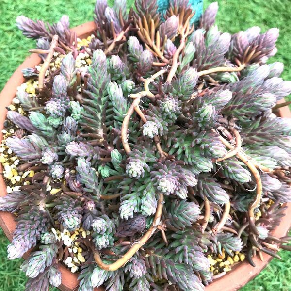 【カット苗】ルぺストールシルバー　多肉植物　succulent ３cm 15カット