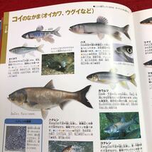 S6c-202 魚 小学校の図鑑 NEO 2004年6月10日 初版第4刷発行 小学館 図鑑 挿し絵 写真 魚介類 観賞魚 深海魚 コイ ドジョウ イワナ サケ_画像6