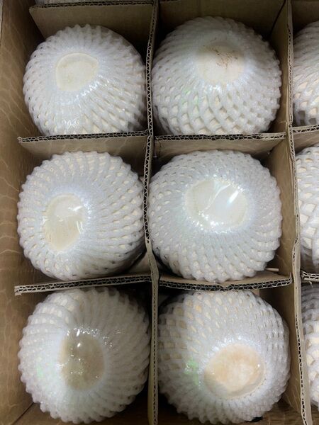 ベトナム産ココナッツ12個入り