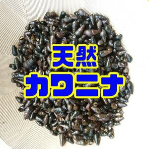 【天然カワニナ／100匹＋α】 水質浄化 コケ 苔取り 掃除役 混泳 メダカ 水槽 ミナミヌマエビ タニシ しじみ スネール 生体 ホタルの餌