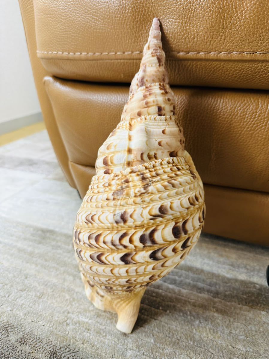 特大サイズ 法螺貝 42.5cm以上 municajay.gob.pe