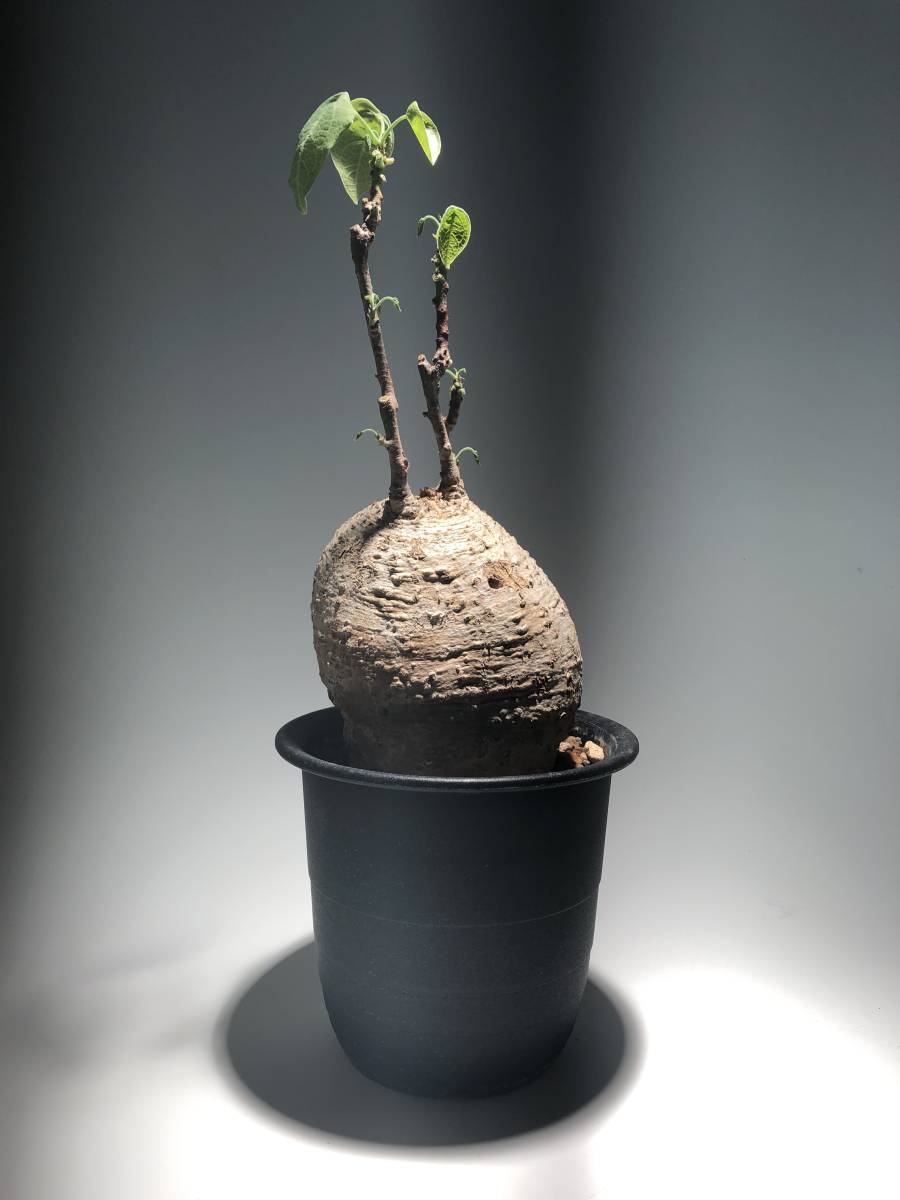 アデニアメタモルファ現地株 塊根植物 | futureofcentrecourt.com