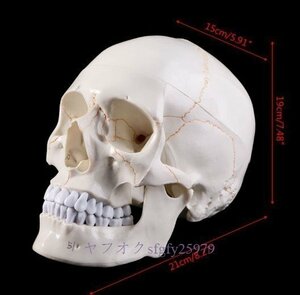 P366☆新品医療小道具モデル 等身人間の頭蓋骨モデルです 勉強教育用品として医師、カイロプラクター、理学療法士などに最適です