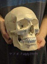 P366☆新品医療小道具モデル 等身人間の頭蓋骨モデルです 勉強教育用品として医師、カイロプラクター、理学療法士などに最適です_画像6