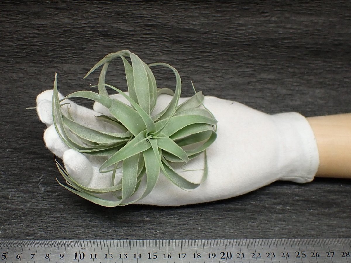 ヤフオク! コラアナナス 観葉植物の落札相場・落札価格
