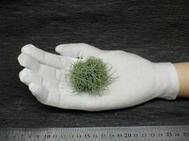 Tillandsia recurvata チランジア・レクルバタ■エアプランツTI★第四種送料別途★税別1円～!!_画像1