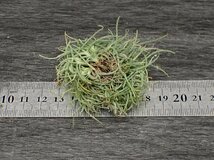 Tillandsia recurvata チランジア・レクルバタ■エアプランツTI★第四種送料別途★税別1円～!!_画像2