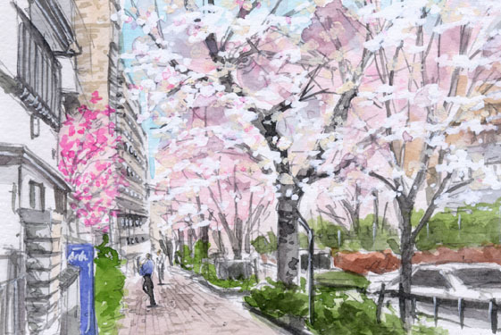 No. 8320 Harima-zaka Cherry Blossoms/Koishikawa, Bunkyo-ku / Chihiro Tanaka (Four Seasons Watercolor) / Comes with a gift, Painting, watercolor, Nature, Landscape painting