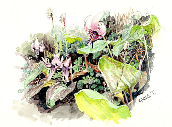 □Nr. 8325 Katakuri-Blume von Kimiko Tanaka / Wird mit einem Geschenk geliefert!, Malerei, Aquarell, Natur, Landschaftsmalerei