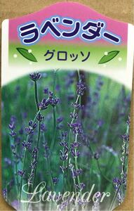 g rosso lavender seedling 
