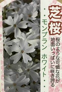 ホワイトモンブラン(白花)芝桜 苗3ポット