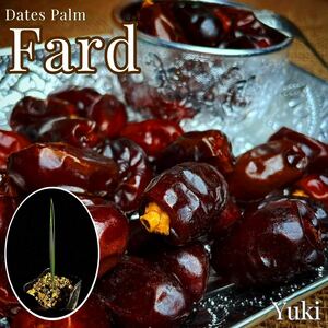 デーツパーム 苗[品種:ファード] Dates Palm 'Fard'