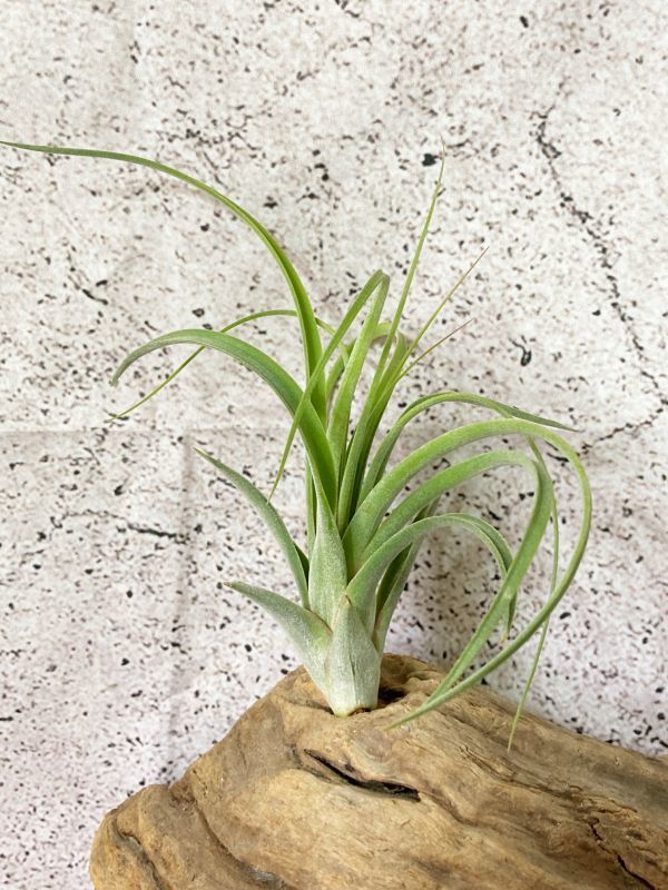 2023年最新】ヤフオク! -concolor(観葉植物)の中古品・新品・未使用品一覧