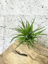 【Frontier Plants】 チランジア・テヌイフォリア・パープルファン T. tenuifolia Purple Fan ブロメリア　エアプランツ_画像1