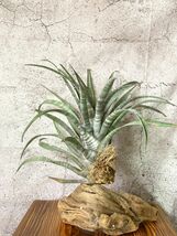 【Frontier Plants】 【現品】チランジア・ヒルダエ（標本） T. hildae （Specimen） ブロメリア　エアプランツ_画像6