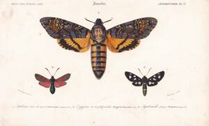 フランスアンティーク 博物画『蝶類11』 多色刷り石版画