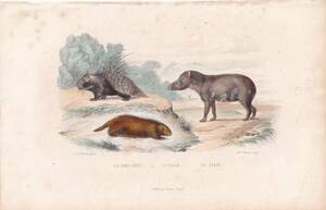 フランスアンティーク 博物画『哺乳類/ヤマアラシ/クマ/バグ』 多色刷り石版画