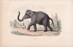 フランスアンティーク 博物画『哺乳類/ゾウ』 多色刷り石版画