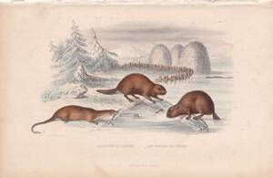 フランスアンティーク 博物画『哺乳類/ビーバー』 多色刷り石版画