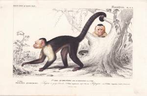 フランスアンティーク 博物画『哺乳類/サル』 多色刷り石版画