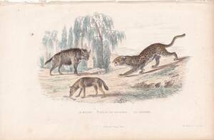 フランスアンティーク 博物画『哺乳類/ハイエナ』 多色刷り石版画