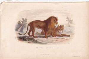 フランスアンティーク 博物画『哺乳類/ライオン』 多色刷り石版画