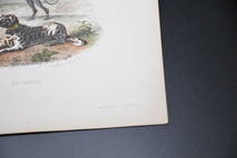 フランスアンティーク 博物画『哺乳類/イヌ２』 多色刷り石版画_画像6