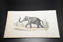 フランスアンティーク 博物画『哺乳類/ゾウ』 多色刷り石版画_画像2