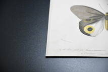 フランスアンティーク 博物画『蝶類8』 多色刷り石版画_画像5
