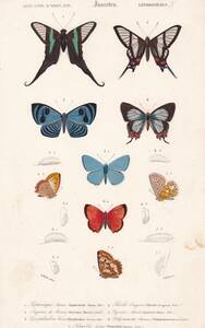 フランスアンティーク 博物画『蝶類10』 多色刷り石版画