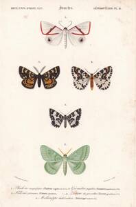 フランスアンティーク 博物画『蝶類1』 多色刷り石版画