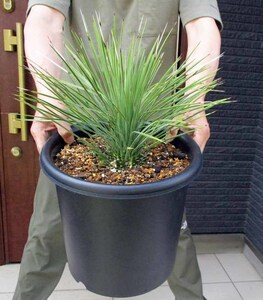 【現品】ユッカ・リネアリフォリア - yucca linearifolia　９号　ｙ８２番