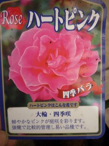 ★バラ苗★ＨＴ★　ハート ピンク　◎鮮花かなピンク♪　6号
