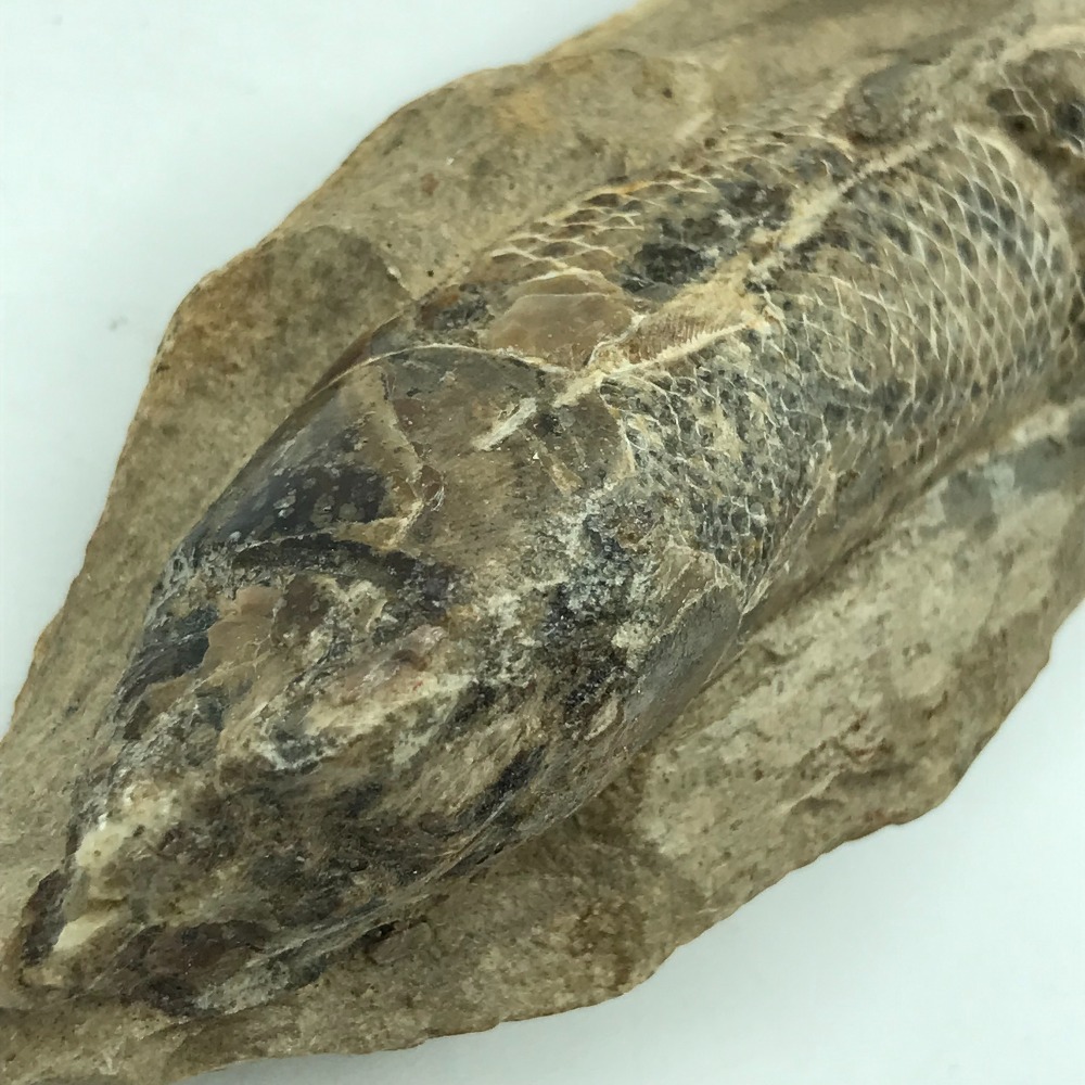 おすすめ特集 古代魚化石 大振化石標本 魚の化石 原石鑑賞石 共箱 全長